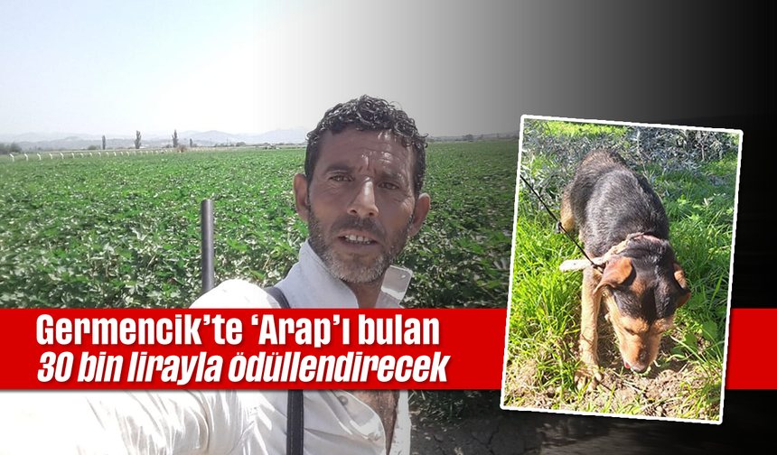 Germencik’te ‘Arap’ı bulan 30 bin lirayla ödüllendirecek