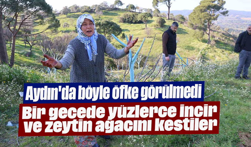 Aydın'da böyle öfke görülmedi: Bir gecede yüzlerce incir ve zeytin ağacını kestiler