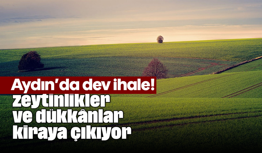 Aydın’da dev ihale! zeytinlikler ve dükkânlar kiraya çıkıyor