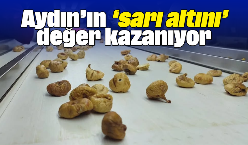 Aydın’ın ‘sarı altını’ değer kazanıyor