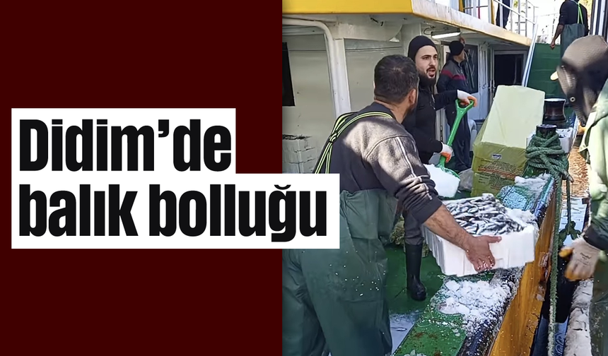 Didim’de balık bolluğu