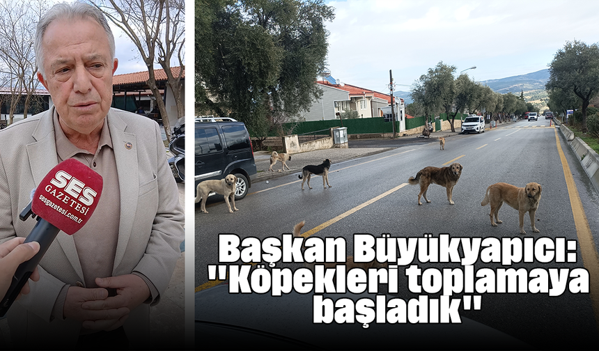 Başkan Büyükyapıcı: "Köpekleri toplamaya başladık"