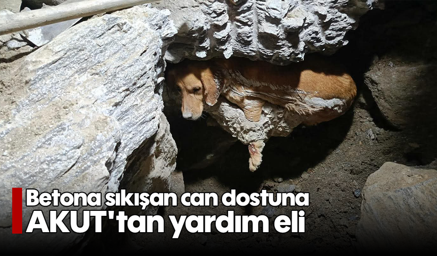 Betona sıkışan can dostuna AKUT'tan yardım eli