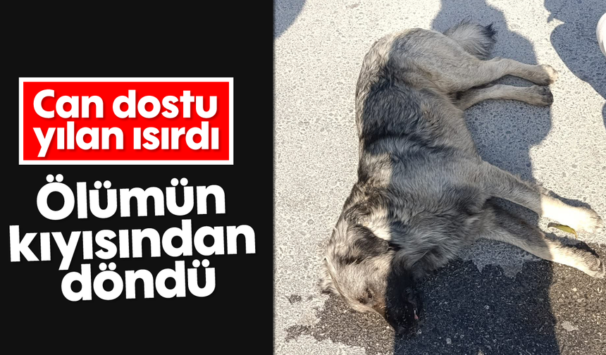 Can dostu yılan ısırdı: Ölümün kıyısında döndü