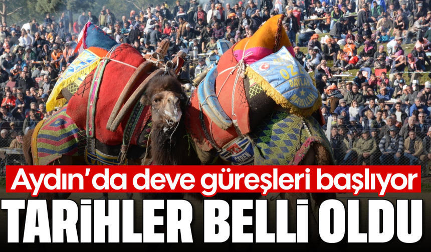 Aydın'da deve güreşleri başlıyor: Tarihler belli oldu