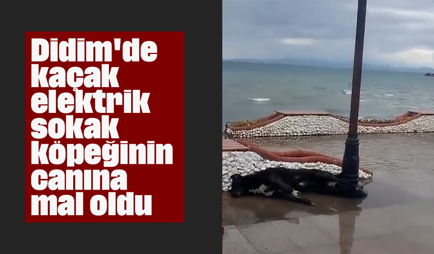 Didim'de kaçak elektrik sokak köpeğinin canına mal oldu