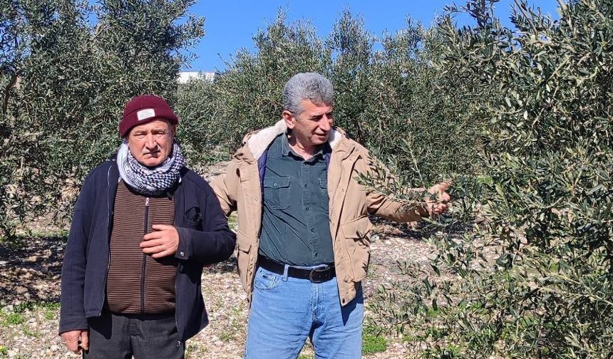 Didim’de Zeytinde halkalı leke hastalığı ile mücadele çağrısı