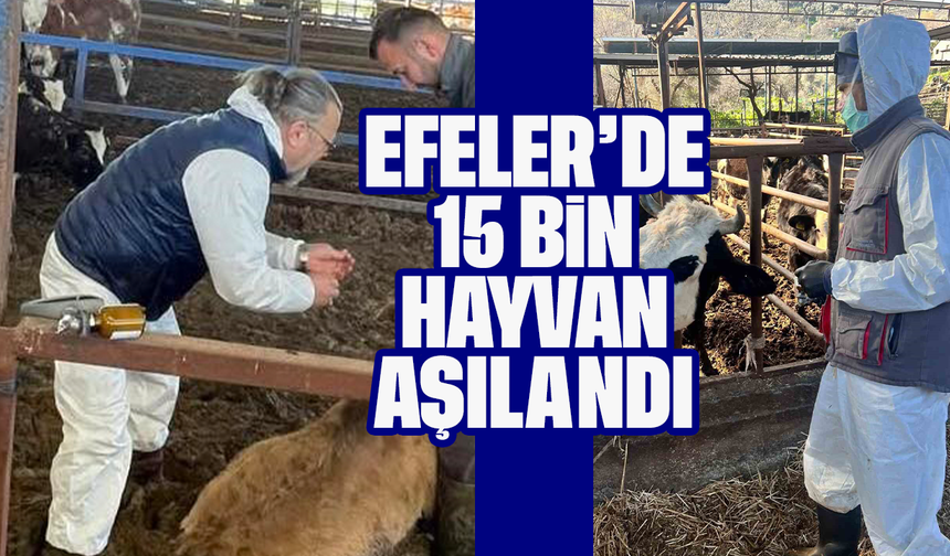 Efeler’de 15 bin hayvan aşılandı