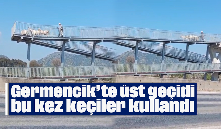 Germencik’te üst geçidi bu kez keçiler kullandı