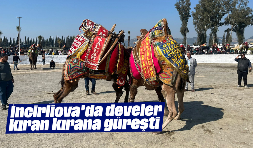 İncirliova’da develer kıran kırana güreşti