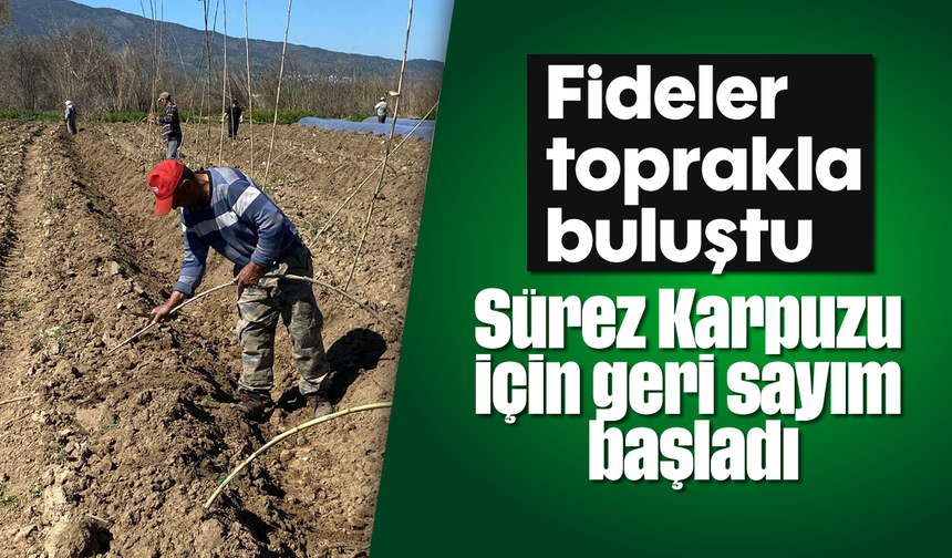 Fideler toprakla buluştu: Sürez Karpuzu için geri sayım başladı