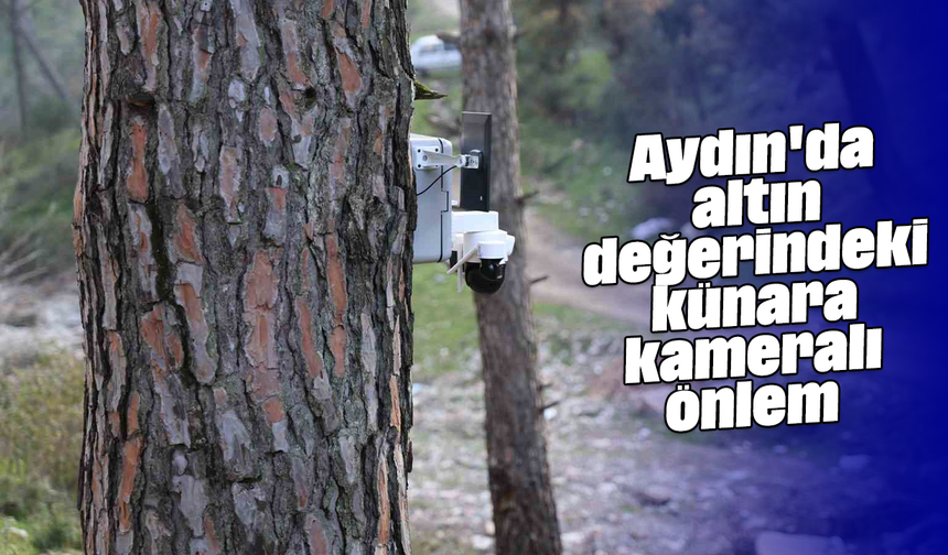 Aydın'da altın değerindeki künara kameralı önlem