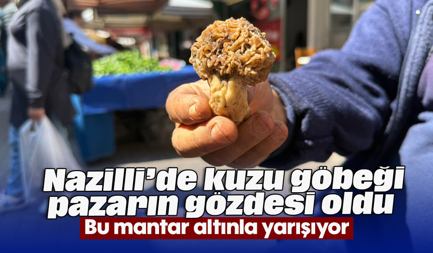 Nazilli’de kuzu göbeği pazarın gözdesi oldu: Bu mantar altınla yarışıyor