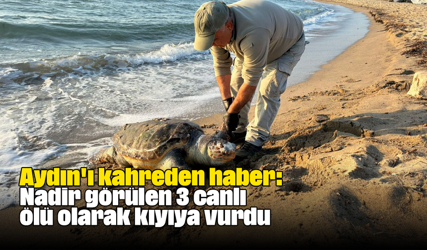 Aydın'ı kahreden haber: Nadir görülen 3 canlı ölü olarak kıyıya vurdu