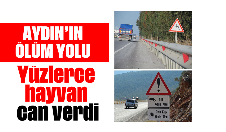 Aydın’ın ölüm yolu: Yüzlerce hayvan can verdi