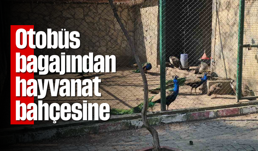 Otobüs bagajından hayvanat bahçesine