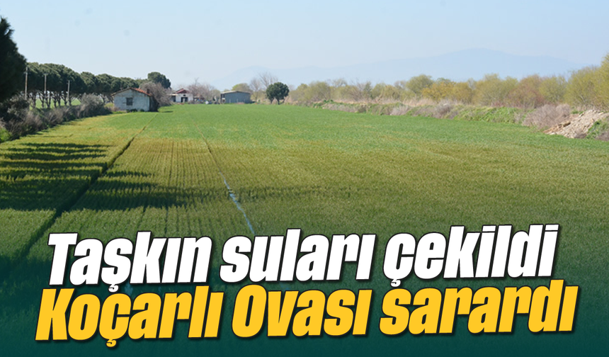 Taşkın suları çekildi, Koçarlı Ovası sarardı