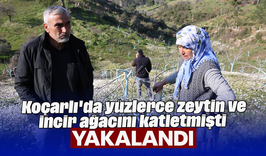 Koçarlı'da yüzlerce zeytin ve incir ağacını katletmişti: Yakalandı