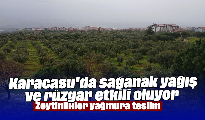 Karacasu’da sağanak yağış ve rüzgar etkili oluyor: Zeytinlikler yağmura teslim