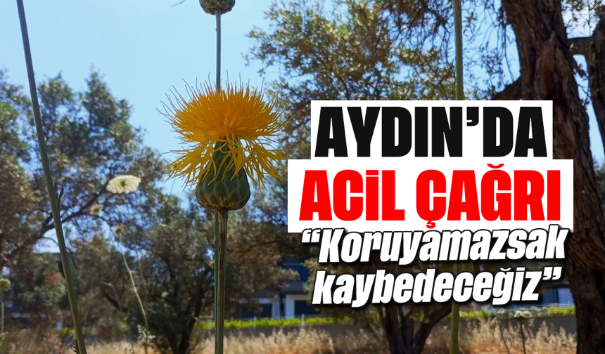 Aydın'da acil çağrı: 'Koruyamazsak kaybedeceğiz'