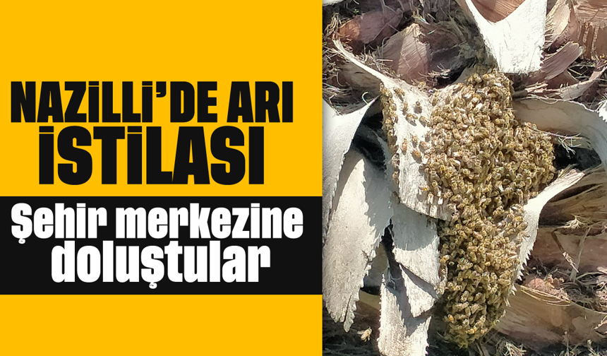 Nazilli'de arı istilası: Şehir merkezine doluştular