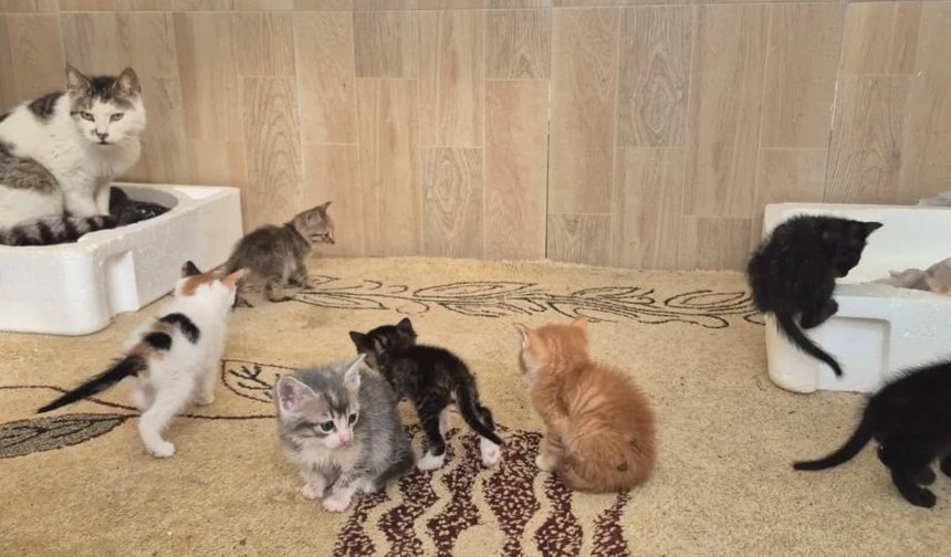 Germencik’te can dostlar yeni yuvalarını arıyor
