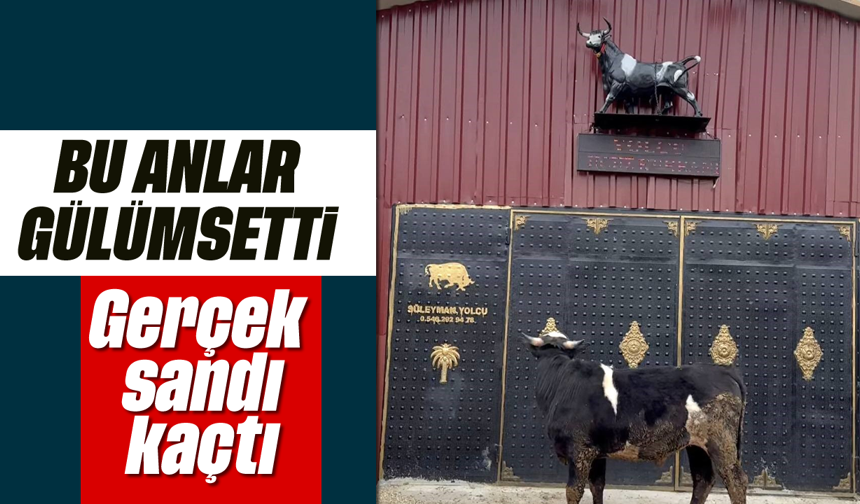 Bu anlar gülümsetti: Heykeli gerçek sandı, kaçtı