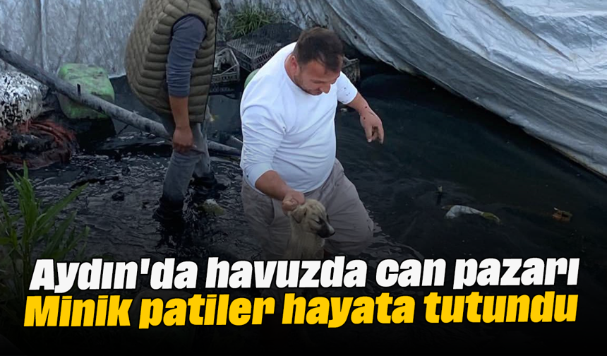 Aydın'da havuzda can pazarı: Minik patiler hayata tutundu