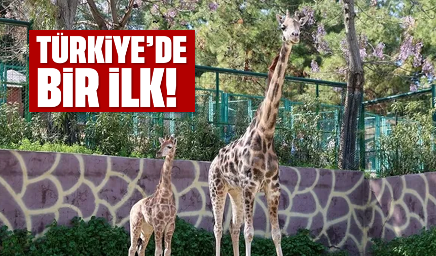 Türkiye'de bir ilk: İsmi anketle belli olacak