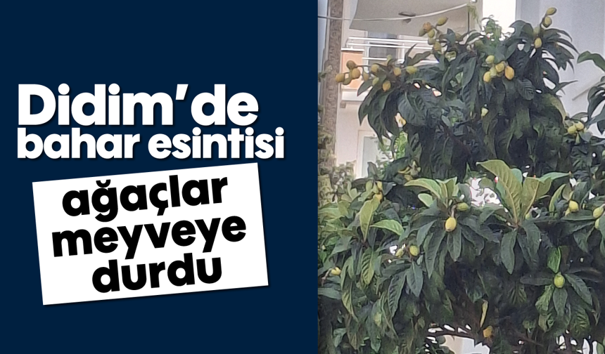 Didim’de bahar esintisi; ağaçlar meyveye durdu