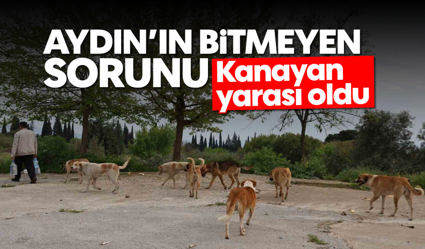 Aydın'ın bitmeyen sorunu: Kanayan yarası oldu