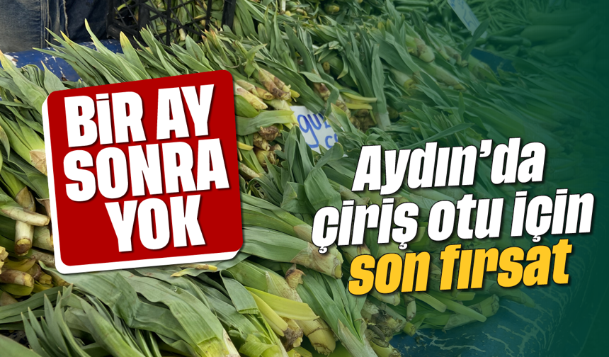 Bir ay sonra yok: Aydın’da çiriş otu için son fırsat