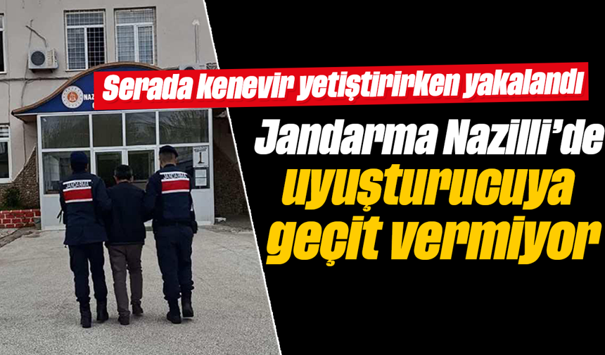 Serada kenevir yetiştirirken yakalandı :Jandarma Nazilli’de uyuşturucuya geçit vermiyor