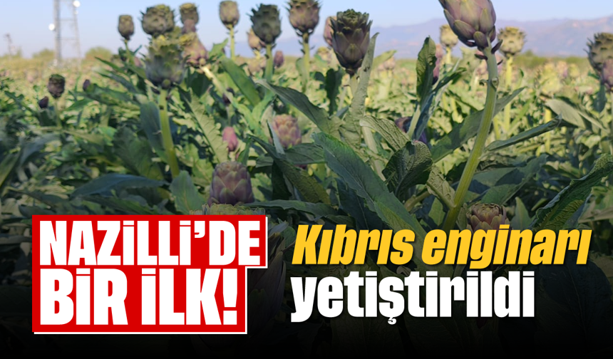 Nazilli’de bir ilk: Kıbrıs enginarı yetiştirildi