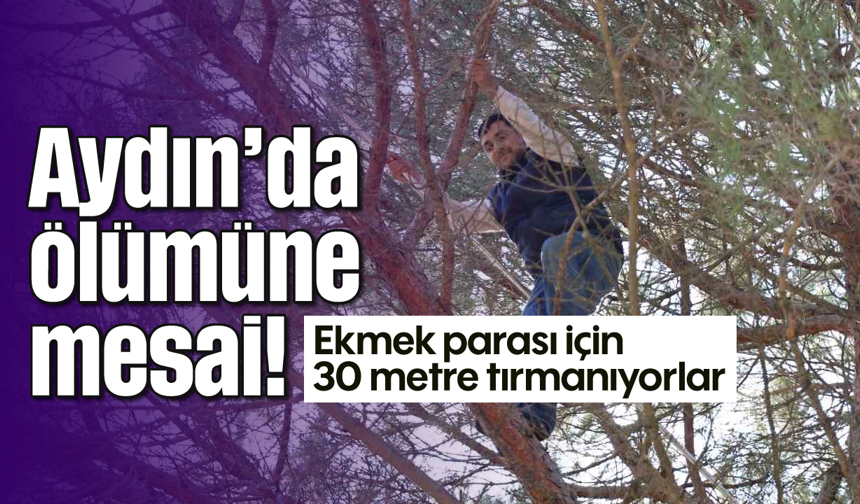 Aydın’da ölümüne mesai! Ekmek parası için 30 metre tırmanıyorlar