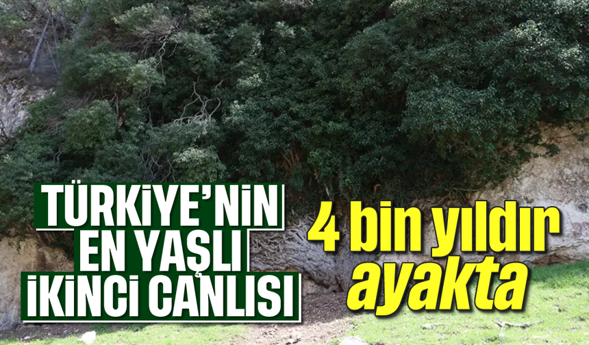 4 Bin Yıllık! Türkiye’nin en yaşlı ikinci canlısı görenleri büyülüyor