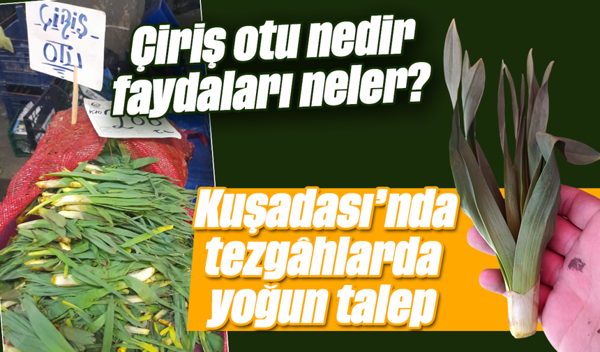 Çiriş otu nedir, faydaları neler? Kuşadası’nda tezgâhlarda yoğun talep