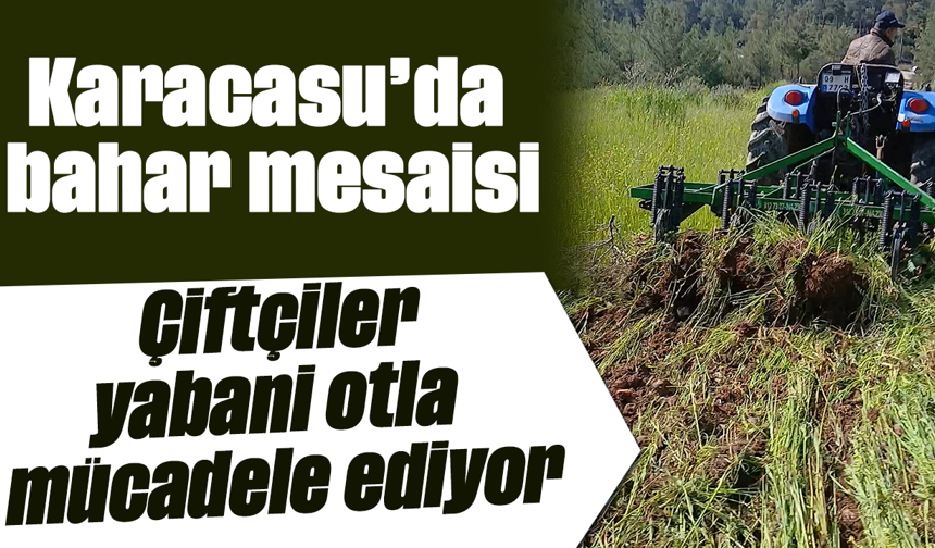 Karacasu’da bahar mesaisi: Çiftçiler yabani otla mücadele ediyor