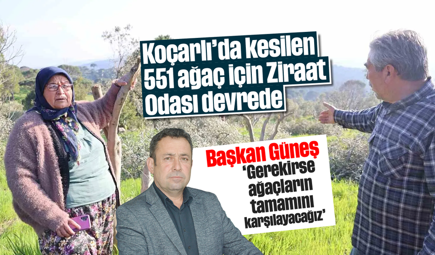 Koçarlı’da kesilen 551 ağaç için Ziraat Odası devrede