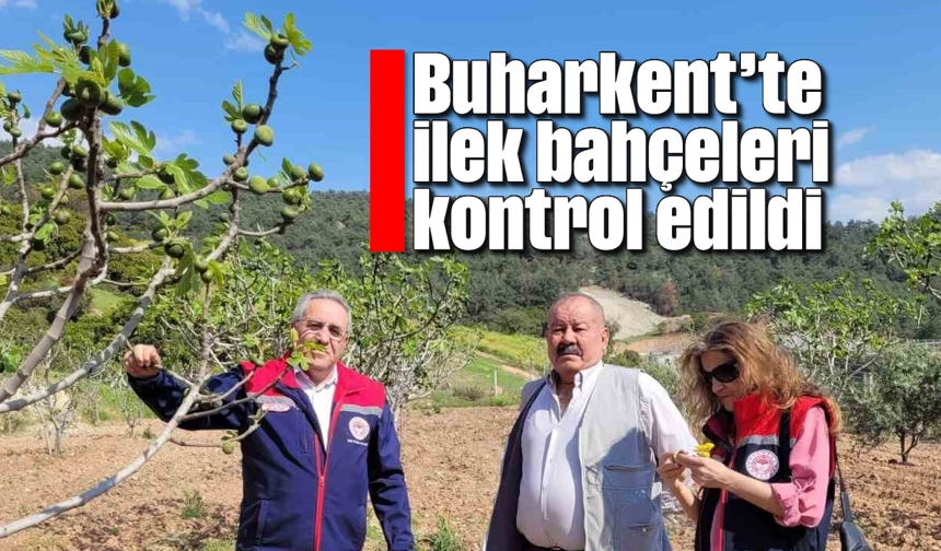 Buharkent’te ilek bahçeleri kontrol edildi