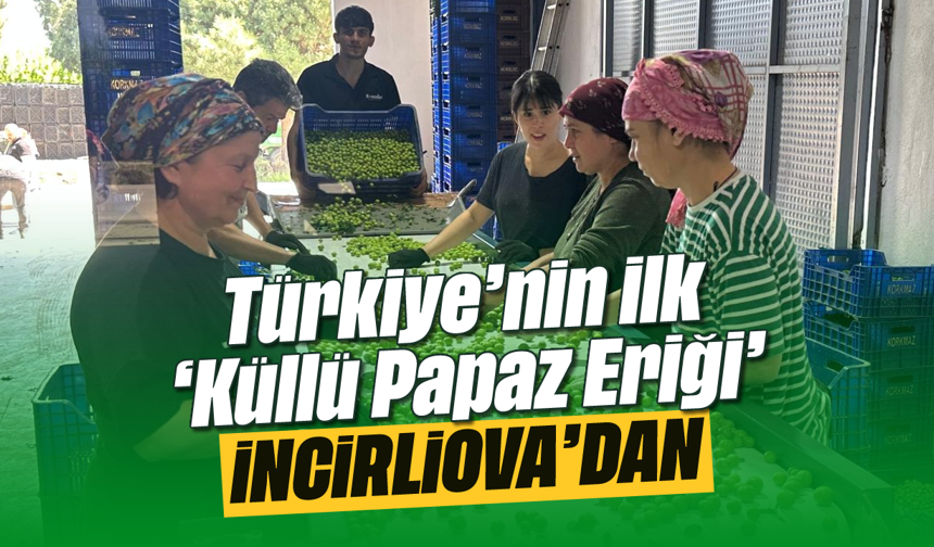 Türkiye’nin ilk ‘Küllü Papaz Eriği’ İncirliova’dan