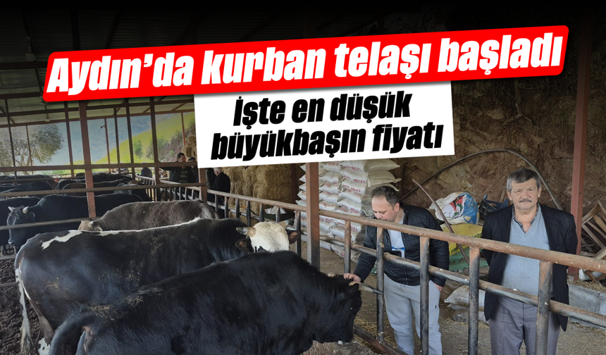 Aydın’da kurban telaşı başladı: İşte en düşük büyükbaşın fiyatı