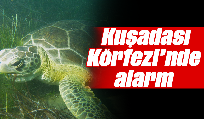 Kuşadası Körfezi’nde alarm