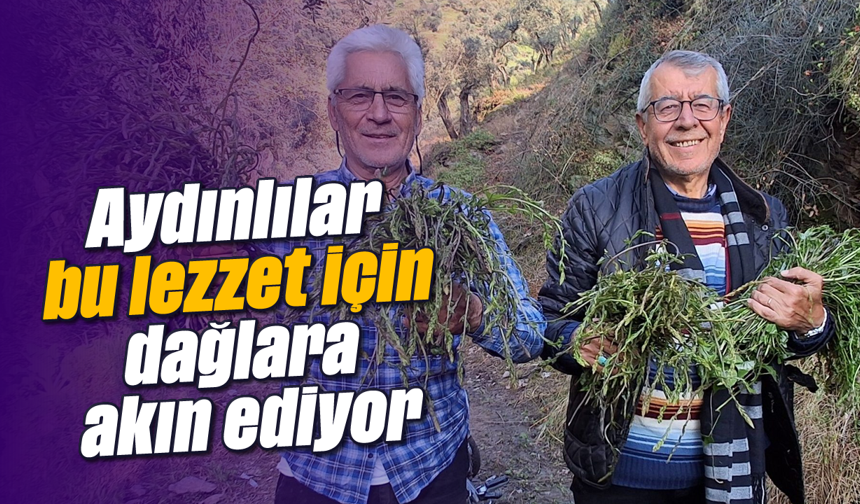 Aydınlılar, bu lezzet için dağlara akın ediyor