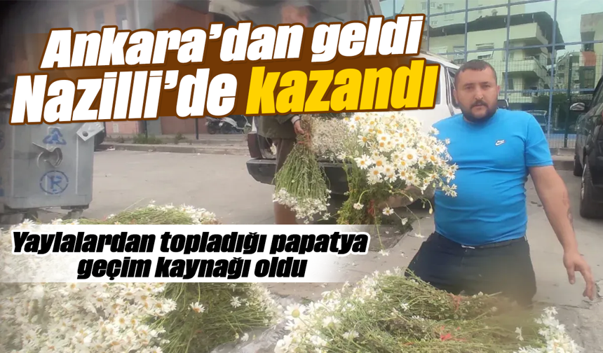 Ankara’dan geldi, Nazilli’de kazandı: Yaylalardan topladığı papatya geçim kaynağı oldu