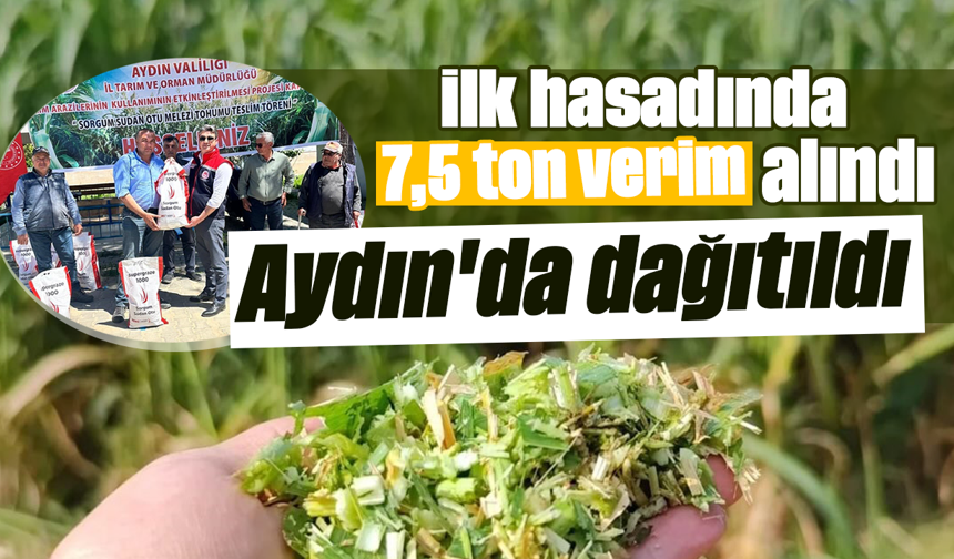 İlk hasadında 7,5 ton verim alındı: Aydın'da dağıtıldı