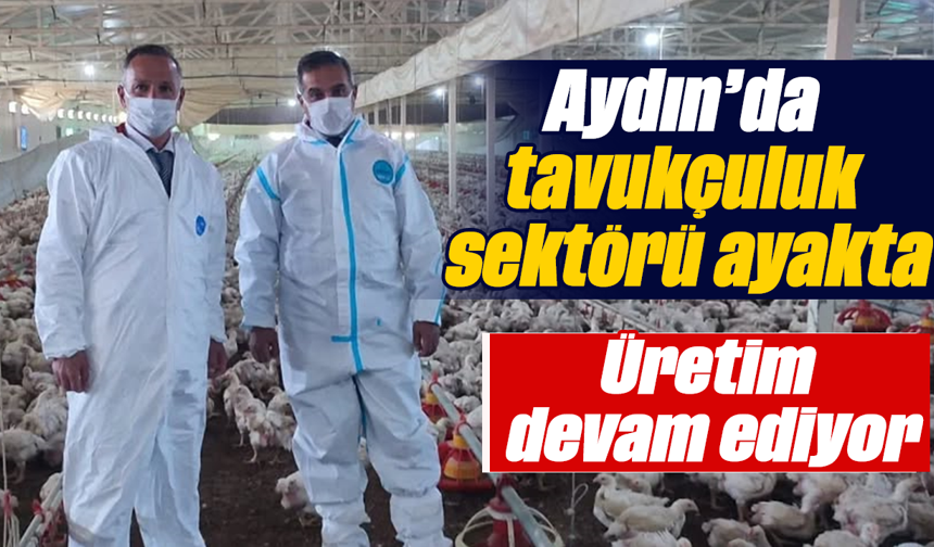 Aydın’da tavukçuluk sektörü ayakta: Üretim devam ediyor