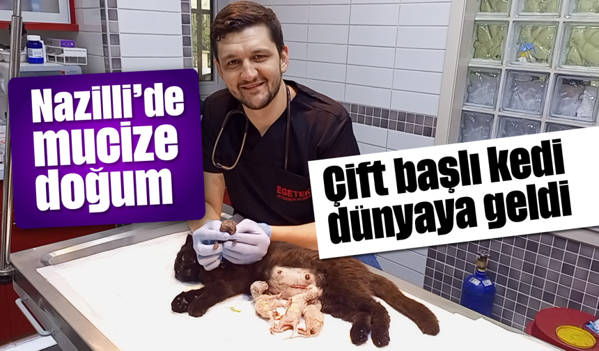 Nazilli'de mucize doğum: Çift başlı kedi dünyaya geldi