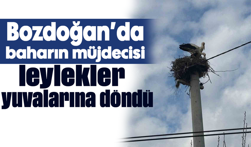 Bozdoğan’da baharın müjdecisi leylekler yuvalarına döndü