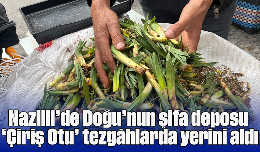 Nazilli’de Doğu’nun şifa deposu ‘Çiriş Otu’ tezgâhlarda yerini aldı